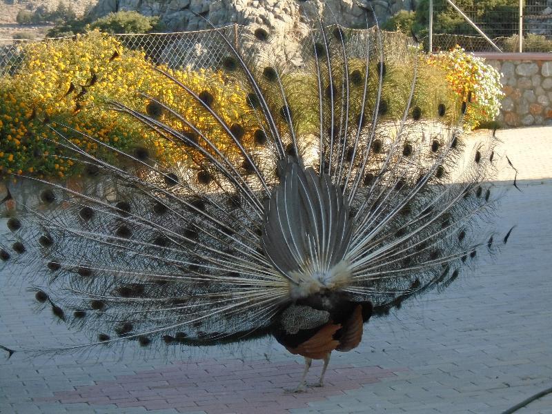 Lindos Nest Aparthotel Pefki  Exterior photo